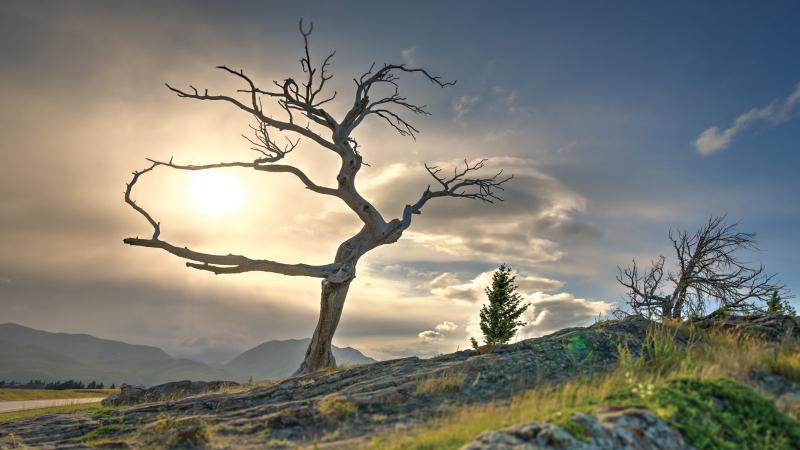Cây Burmis là một cây thông mềm có hình người nằm gần Alberta, Canada