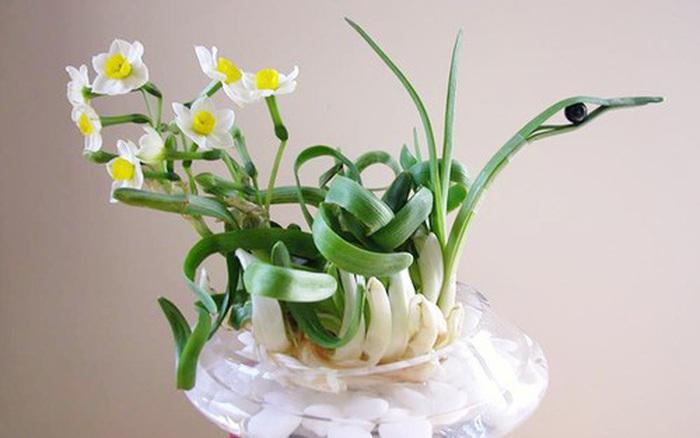 Hoa thủy tiên trắng