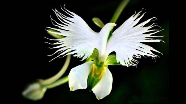 Cây Platanthera praeclara hay cây lan tua trắng