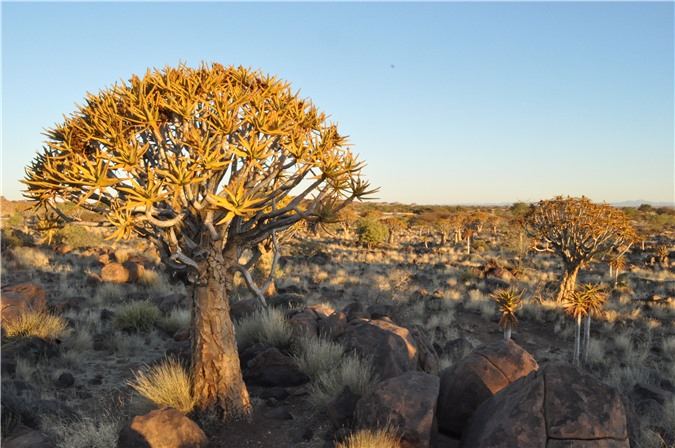 Cây rung động ở Namibia