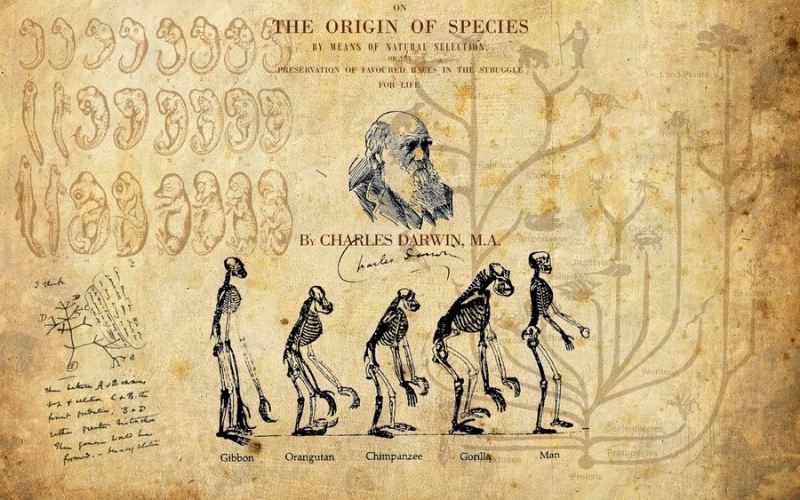 Charles Robert Darwin: Cha để thuyết tiến hóa