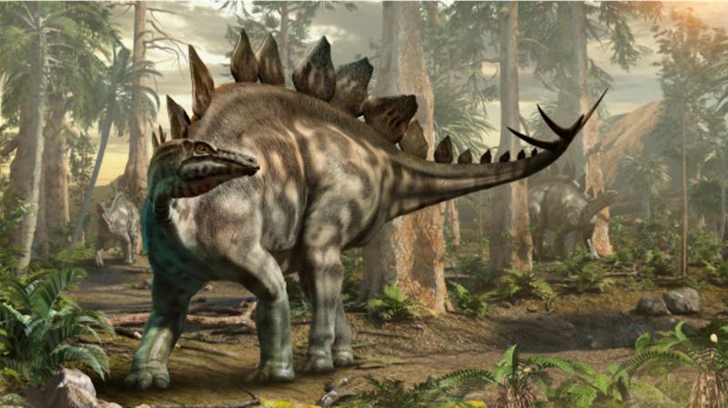 Chế độ ăn của Khủng long vây kiếm Stegosaurus