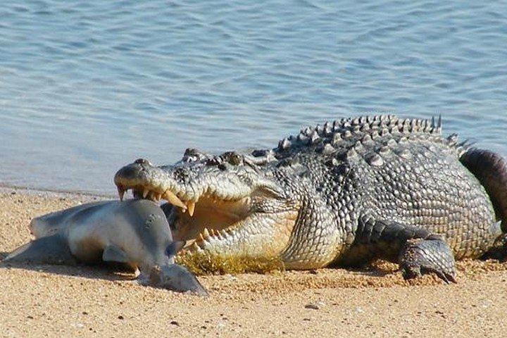 Chế độ ăn uống của cá sấu nước mặn