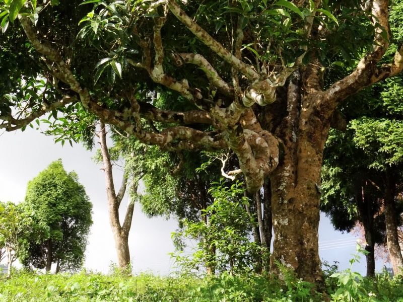 Những cây chè cổ thụ phát triển qua hàng chục, thậm chí hàng trăm năm