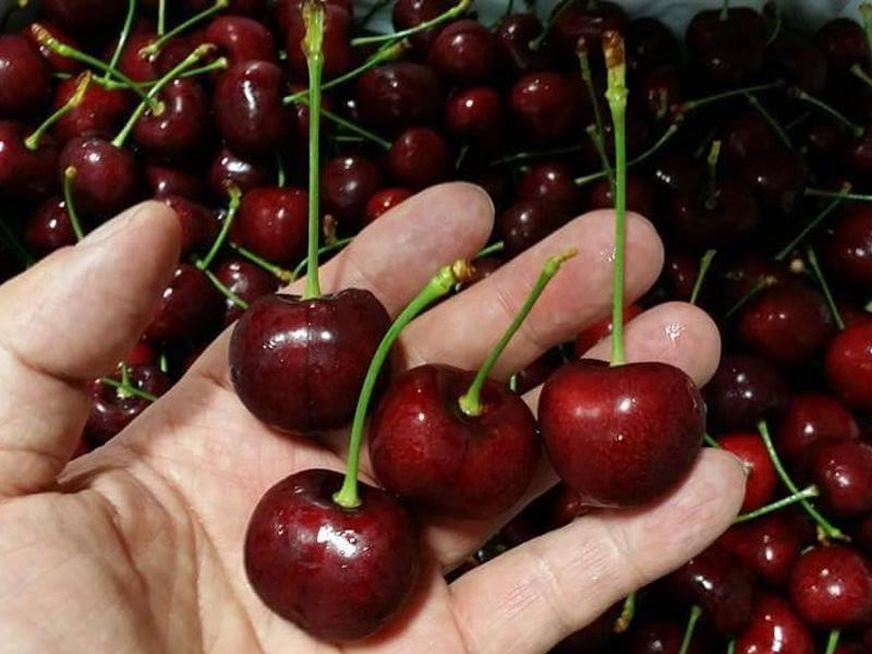 Cherry cung cấp nhiều vitamin, khoáng chất làm tăng khả năng đề kháng