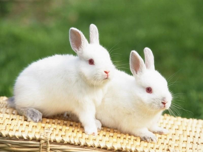 Chị Đào Thị Bích chăn nuôi thỏ