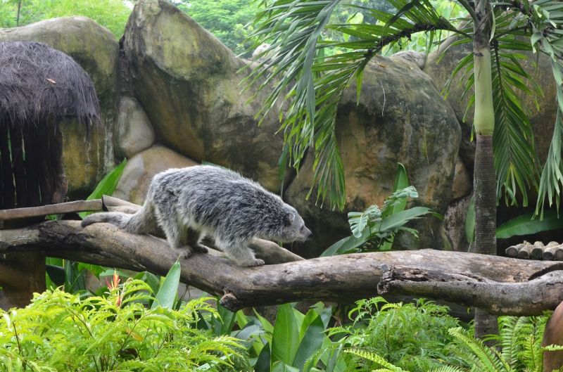 Chiêm ngưỡng các loài động vật quý hiếm tại vườn thú Gembira Loka