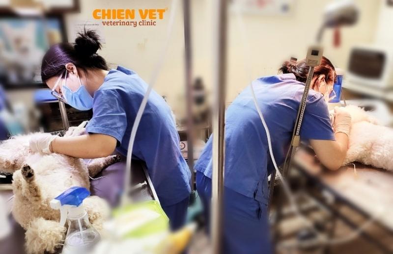 Chien Vet Clinic