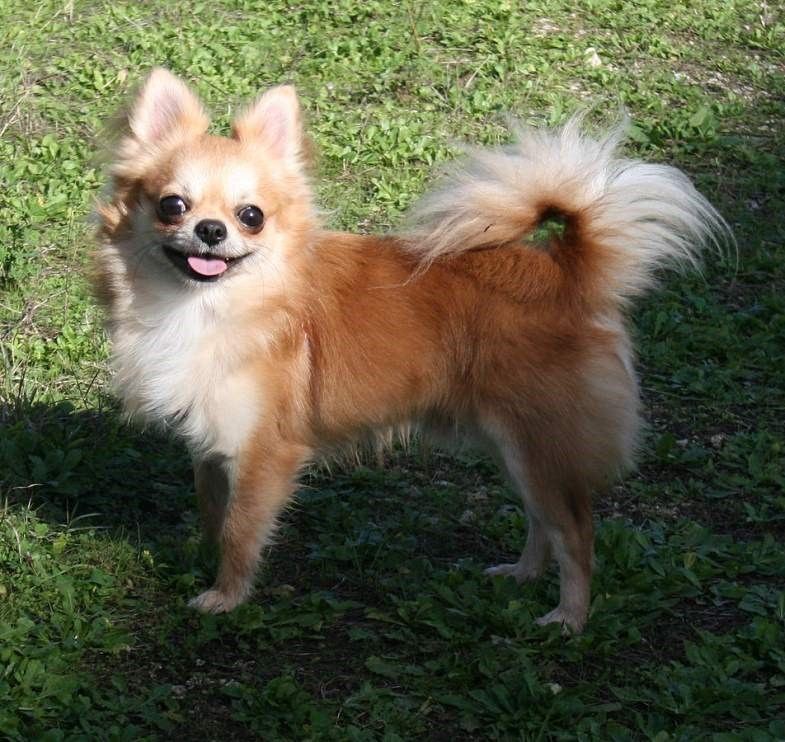 Chihuahua lông dài (hay bị nhầm với phốc)