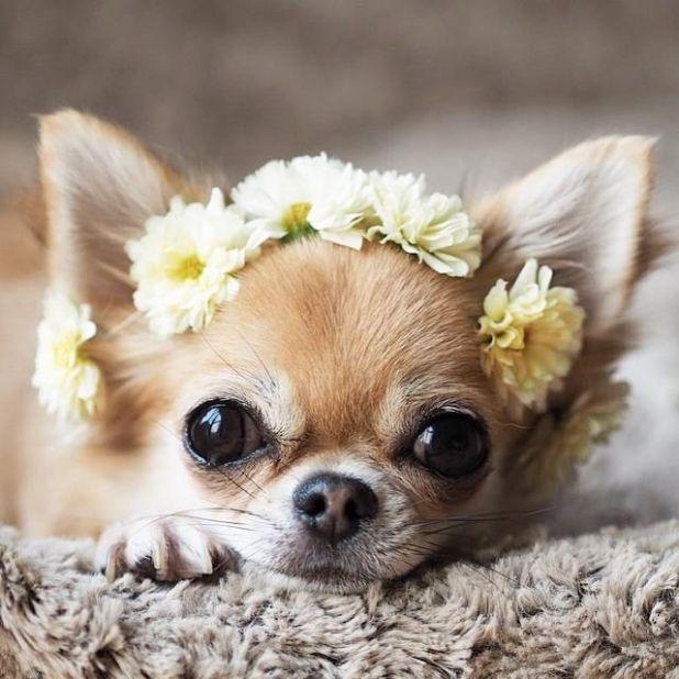 Chihuahua - một trong những loài chó cảnh thông minh nhất thế giới