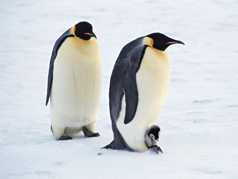 Chim cánh cụt chủ yếu sống dưới nước ở khu vực Nam bán cầu, tập trung ở các vùng bằng phẳng ven biển