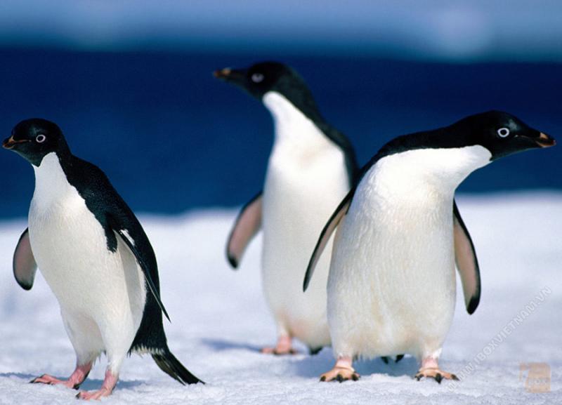 Chim cánh cụt đối mặt với nguy cơ tuyệt chủng