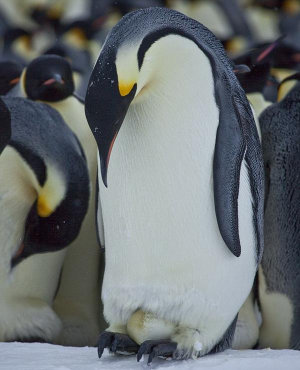 Chim cánh cụt đực sẽ ấp trứng