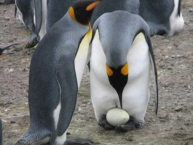 Vì sao chim cánh cụt đẻ trứng mùa đông không bị đóng băng?