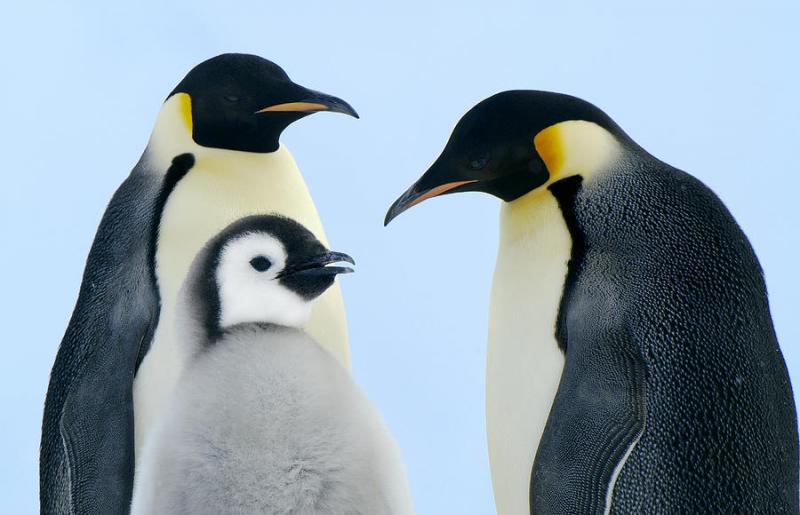 Chim cánh cụt hoàng đế- Chia sẻ sự chăm sóc
