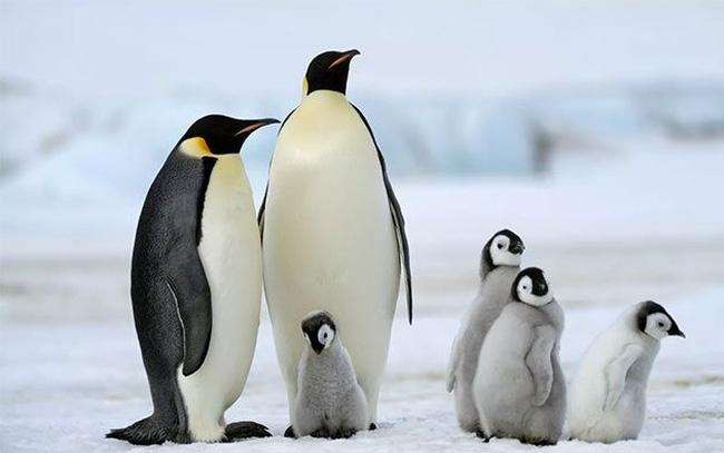 Chim cánh cụt là loài vô cùng thông minh