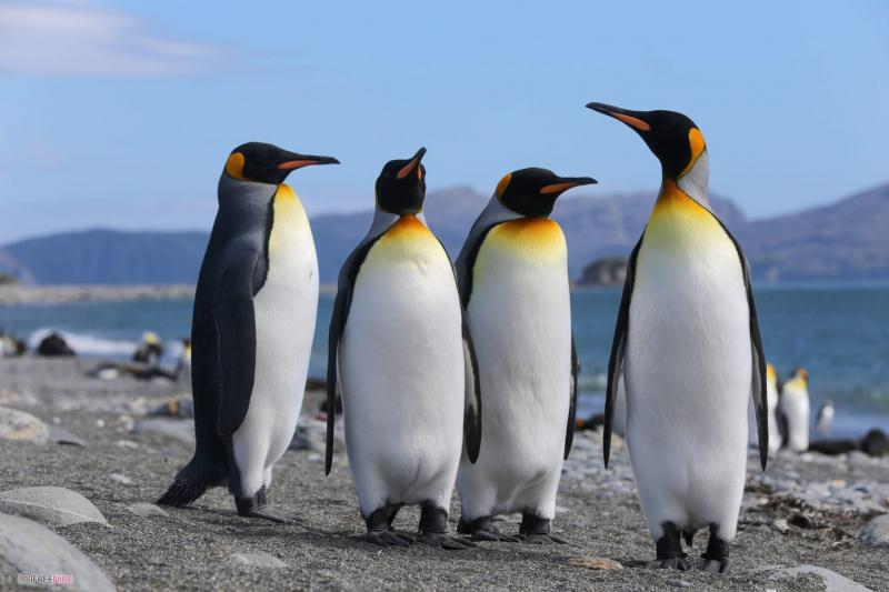 Chim cánh cụt là loài vô cùng thông minh