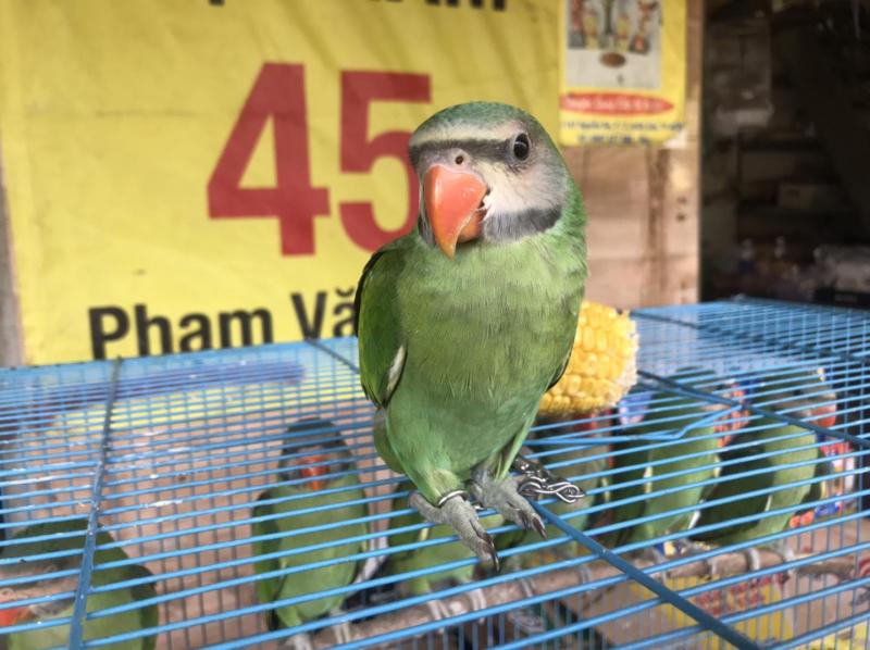 Chim Cảnh Việt Nam