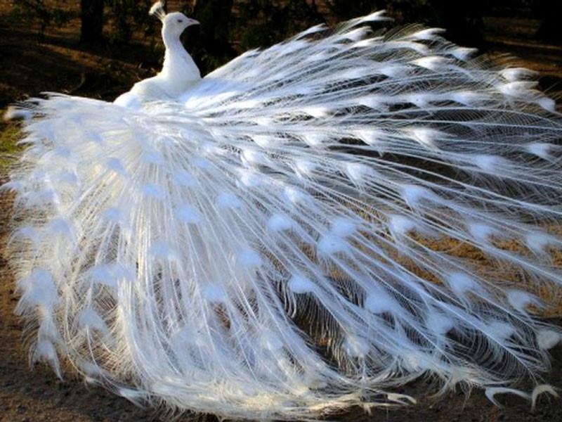 Khổng tước trắng - Một loài vô cùng đẹp và quý hiếm
