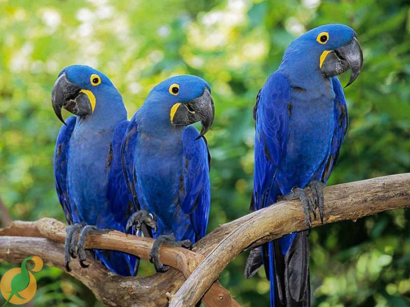 ﻿Chim Hyacinth Macaw