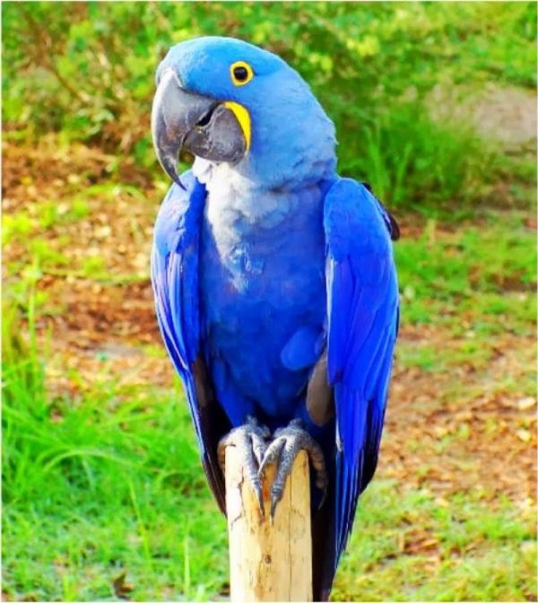 Chim Hyacinth Macaw