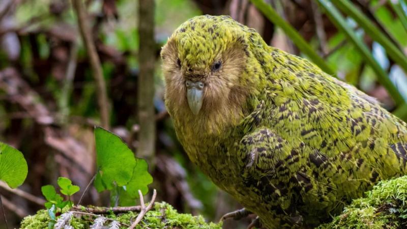 Chim Kakapo