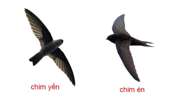 Chim yến và chim én là 2 loài khác nhau