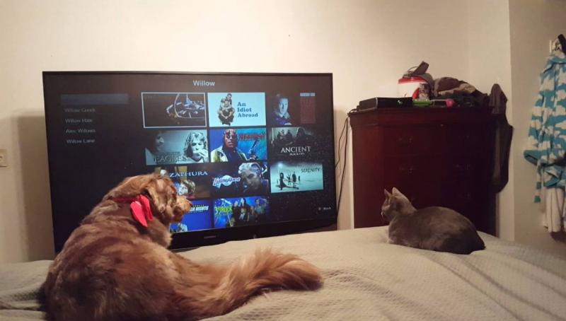 Chó thường tỏ ra thích thú khi xem tivi