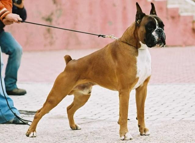 Chú chó Boxer vô cùng oai vệ, với dáng vẻ như một võ sỹ quyền Anh