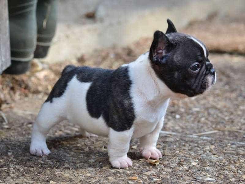Chó Bulldog Pháp (French Bulldog)