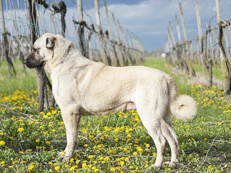Chó chăn cừu Thổ Nhĩ Kỳ