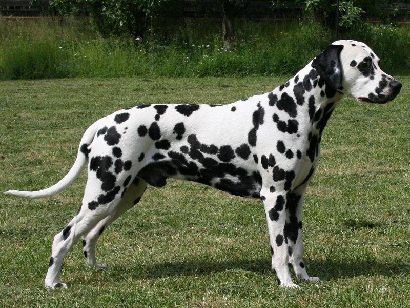 Chú chó Dalmatian với bộ lông đốm vô cùng đẹp