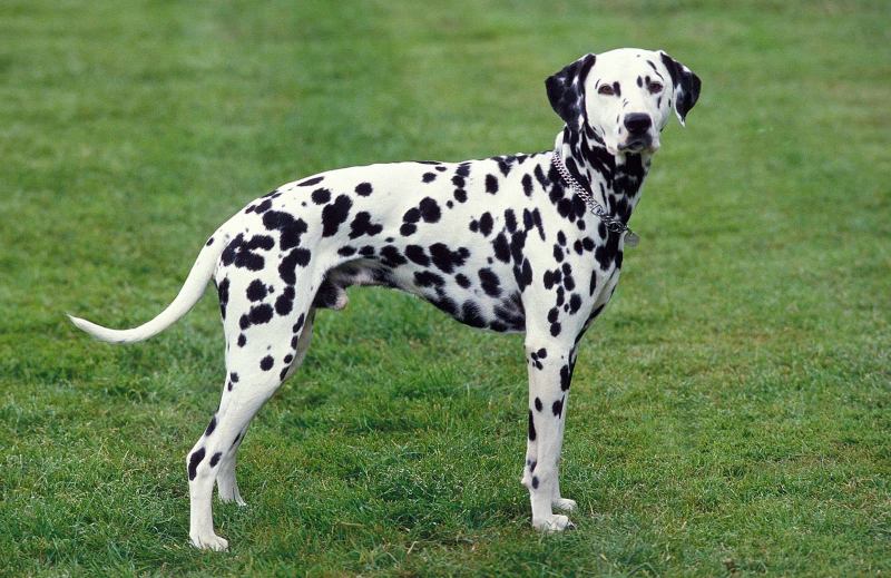 Chó Dalmatian (chó đốm)