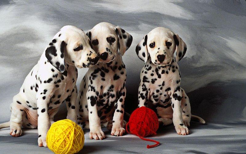 Chó đốm được nhiều người yêu thích bởi màu sắc 