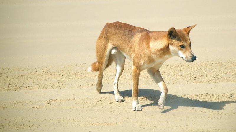 Chó Dingo tấn công con người