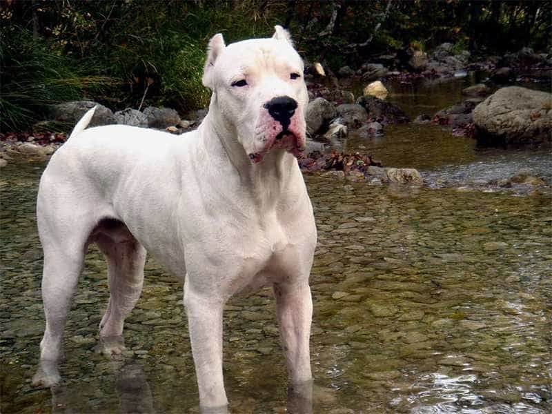 Chó Dogo Argentino﻿ còn có tên gọi khác là chó ngao Argentino