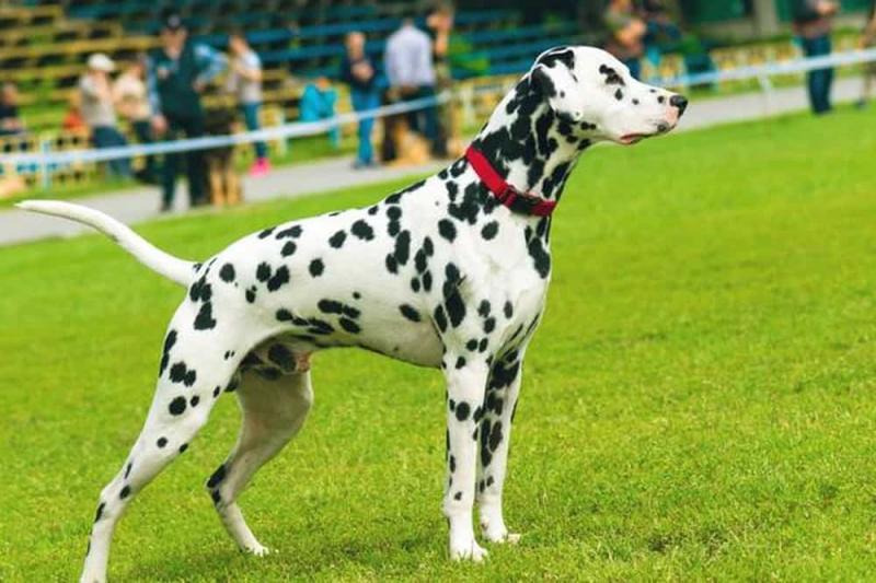 Chó đốm hay còn gọi là chó Dalmatian