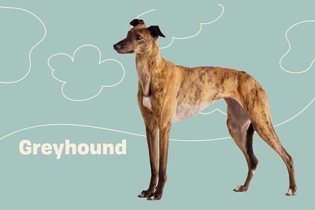 Chó Greyhound