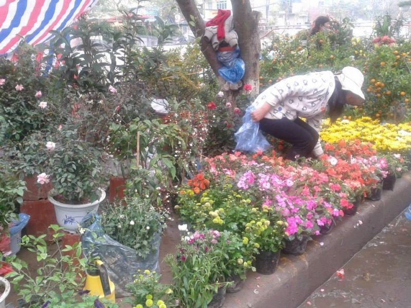 Chợ hoa Xuân - Kim Ngưu