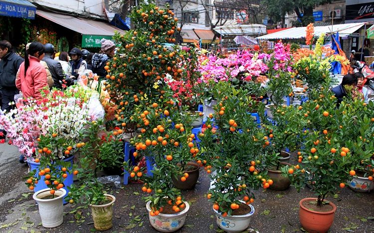 Chợ hoa Xuân Lê Quý Đôn - Tăng Bạch Hổ