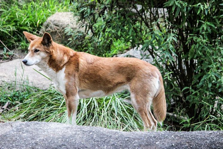 Chó hoang Dingo của Úc là một trong những loài vật hiếm nhất hành tinh