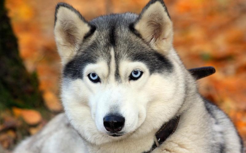 Chó Huskies là giống chó dễ gây ấn tượng với những người yêu động vật