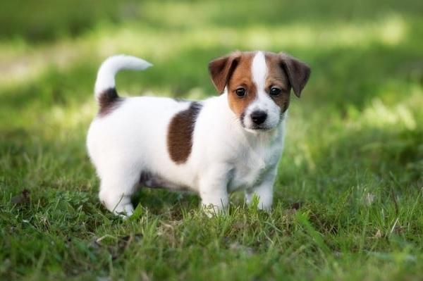 Chó Jack Russell Terrier