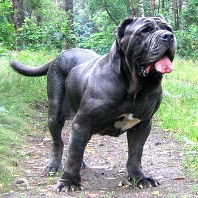 Chó Neapolitan Mastiff có màu đỏ và màu xám đen