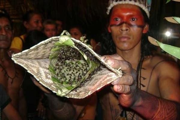 Cho kiến đốt tay được xem là nghi lễ trưởng thành của tộc người Satere - Mawe ở Amazon