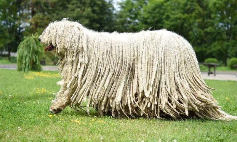Chó Komondor