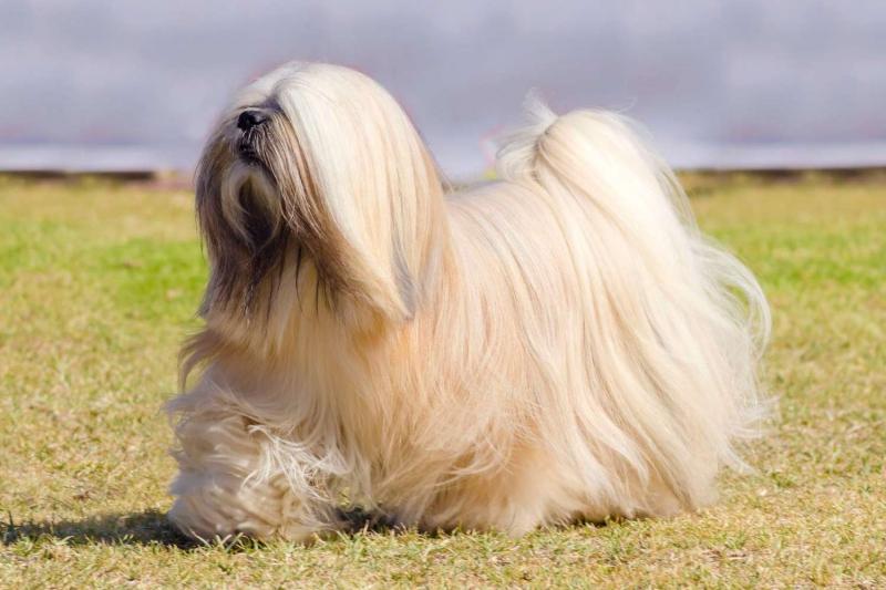 Chó Lhasa Apso