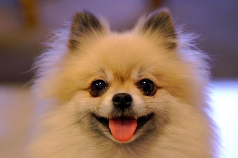 Chó Pomeranian là loài chó cảnh đáng yêu bậc nhất trên thế giới