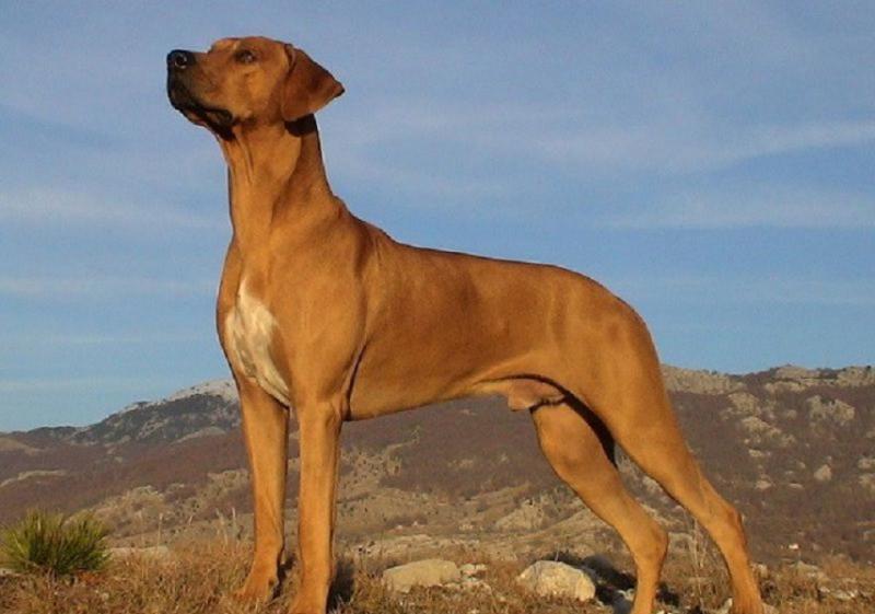 Chó săn châu Phi là chó săn tốt nhất trên thế giới
