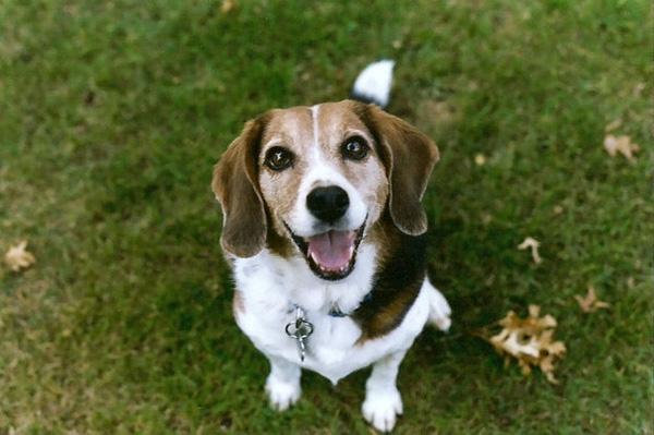 Giống chó Beagle đáng yêu, thân thiện với con người